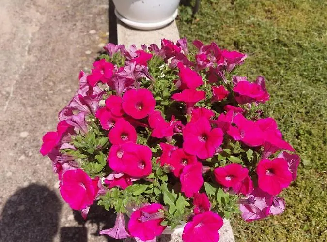 Star - Free Private Parking