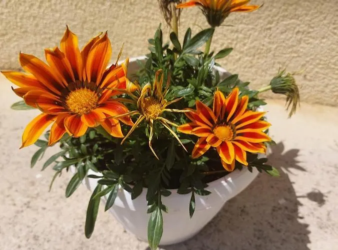 Star - Free Private Parking Lägenhet *